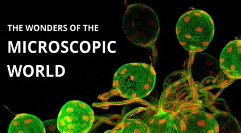  Journey to the Microscale: Discover the Wonders of the Microscopic World!