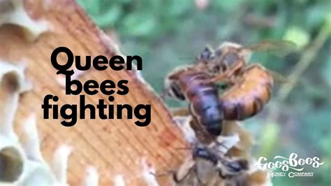 Queen Bee:  The Fighting Game Where Bees Wage War and Honey Flows Like Blood!